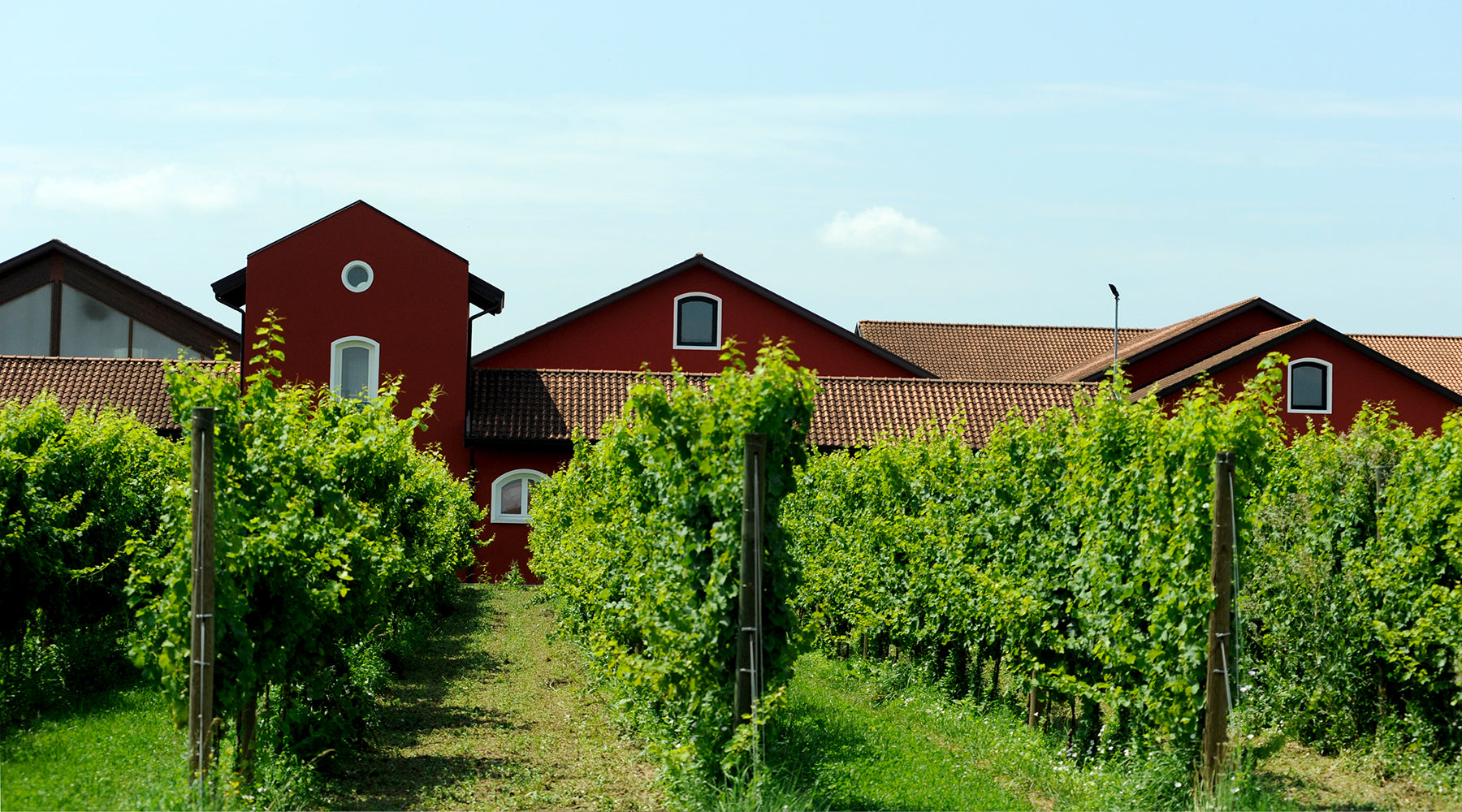 5 Reasons You Should Support a Vineyard