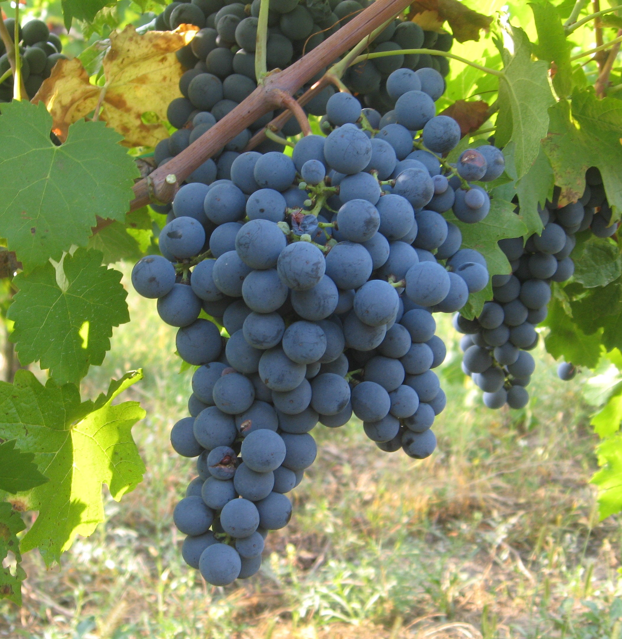 All About the Carmenere Grape