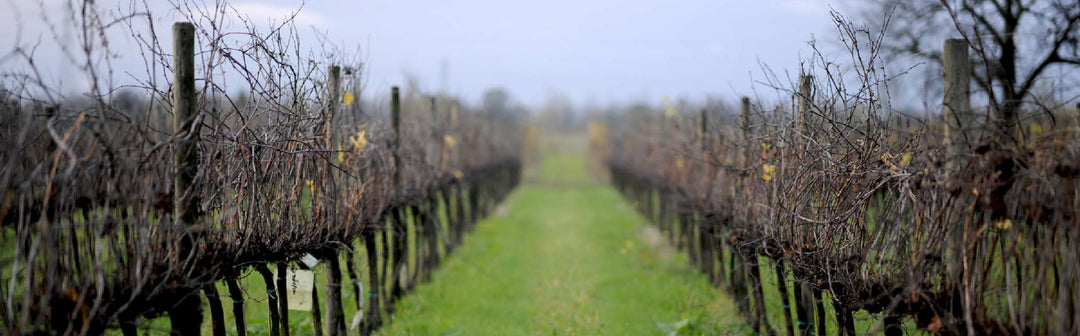 Vegan vs. Vegan Friendly Wine