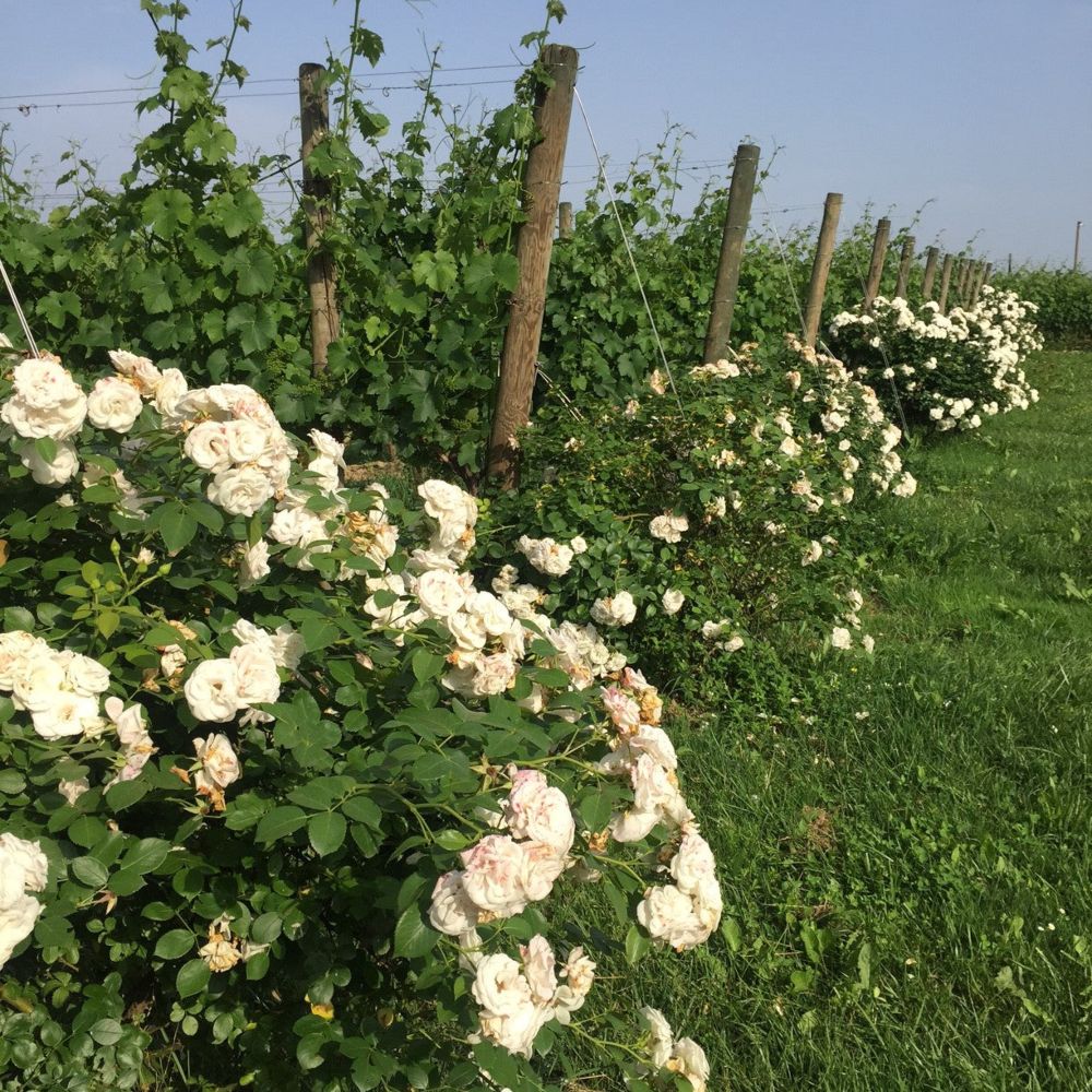 photo of beautiful white flowers growing in front of grapes at a vineyard