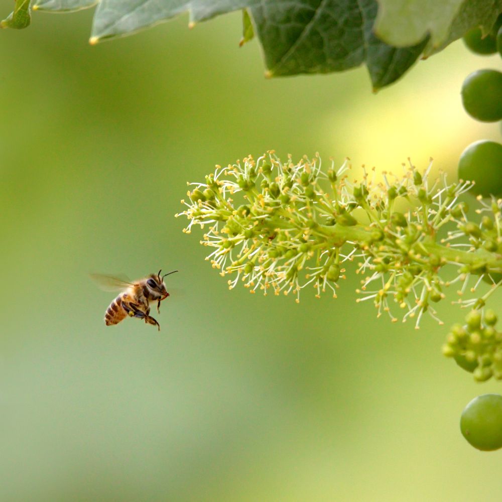 photo of a bee flying to a flower