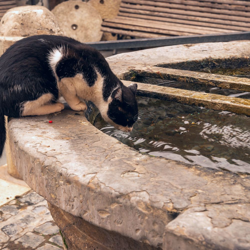 photo of a black and white cat drinking water from a fountain