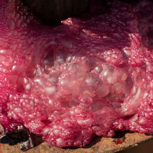 close-up photo of red wine, bubbling and full of yeast