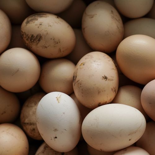 photo of eggs with dirt on them