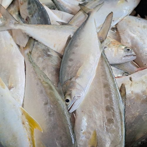 photo of several grey fish