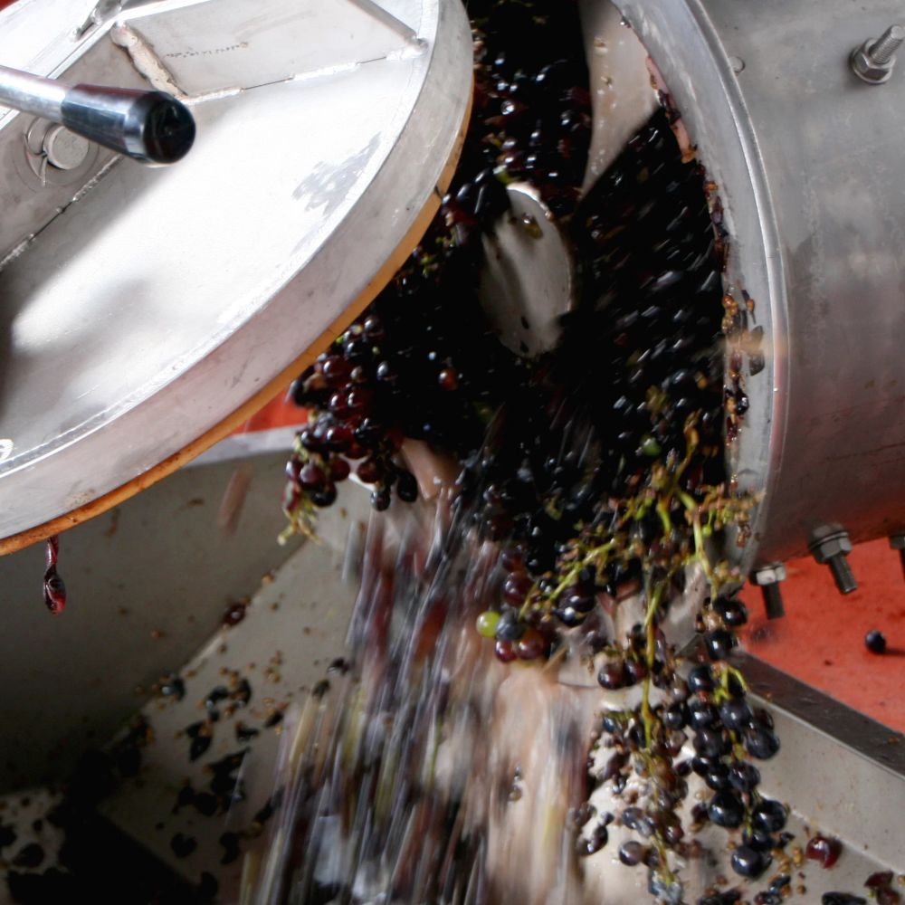 photo of organic grapes being poured out of a fermentation tank