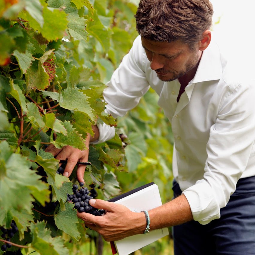 photo of a man Antonio at the San Simone winery vineyard in Italy touching grapes on the vine