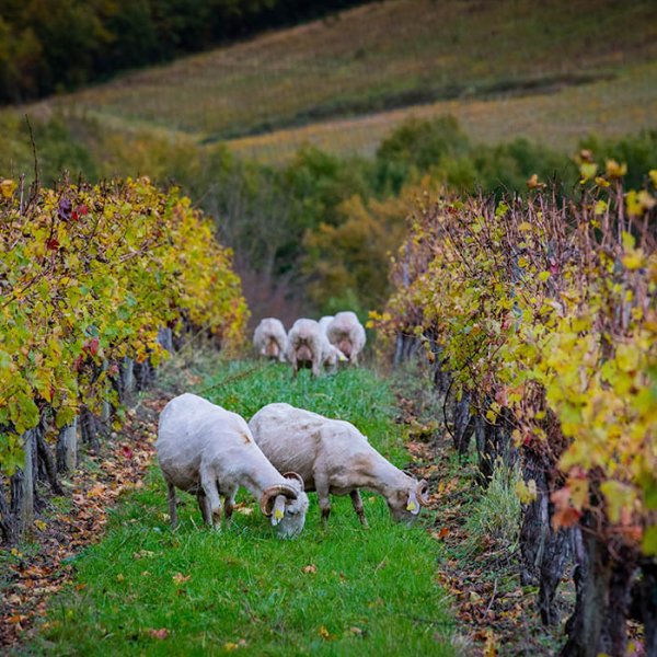 photo of sheep grazing and eating the grass at a vineyard
