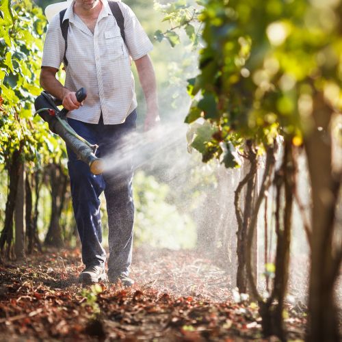 photo of a man spraying pesticides onto wine vineyard grapes