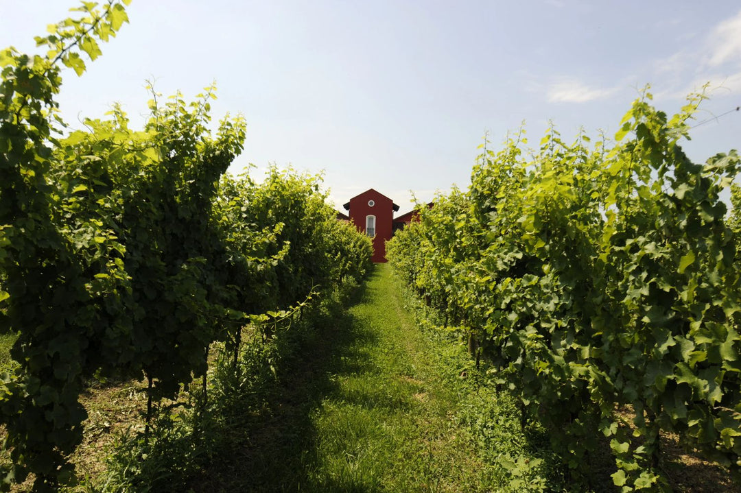 The Taste of Purity — How SYLTBAR’s Natural Fermentation Creates a Cleaner Flavor