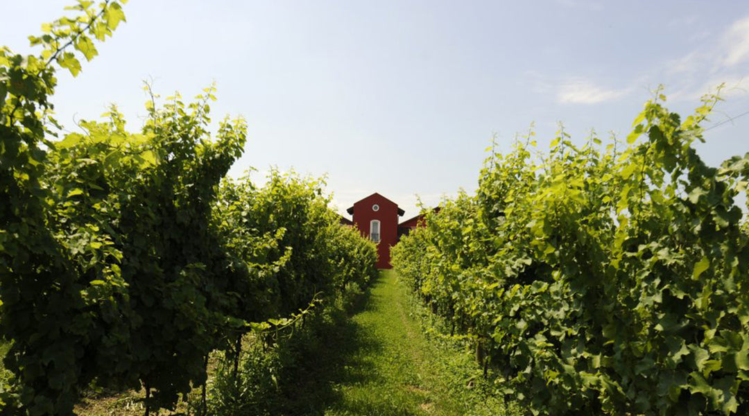 SYLTBAR Il Concerto Prosecco and Sparkling Wine